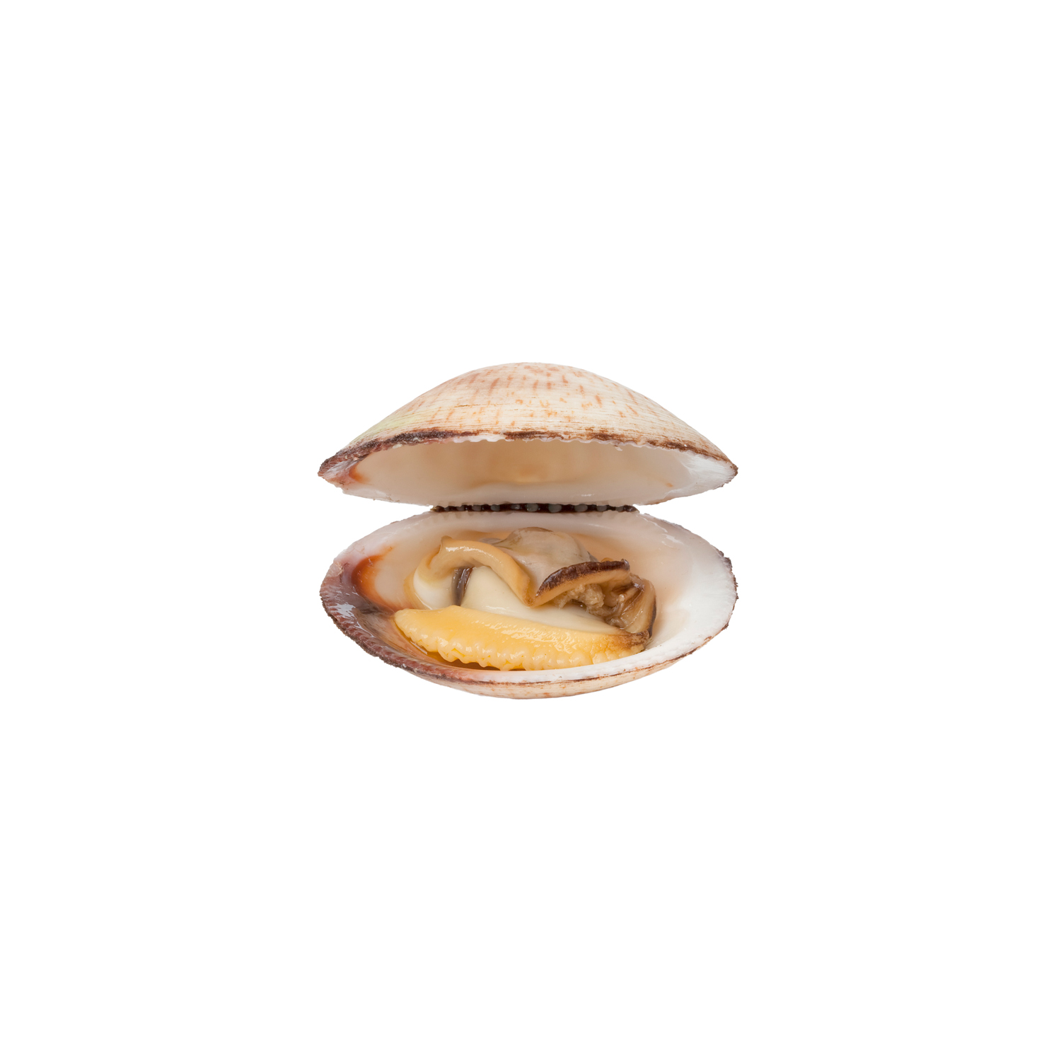 Three cooked open Dog cockles in a row isolated on white background
