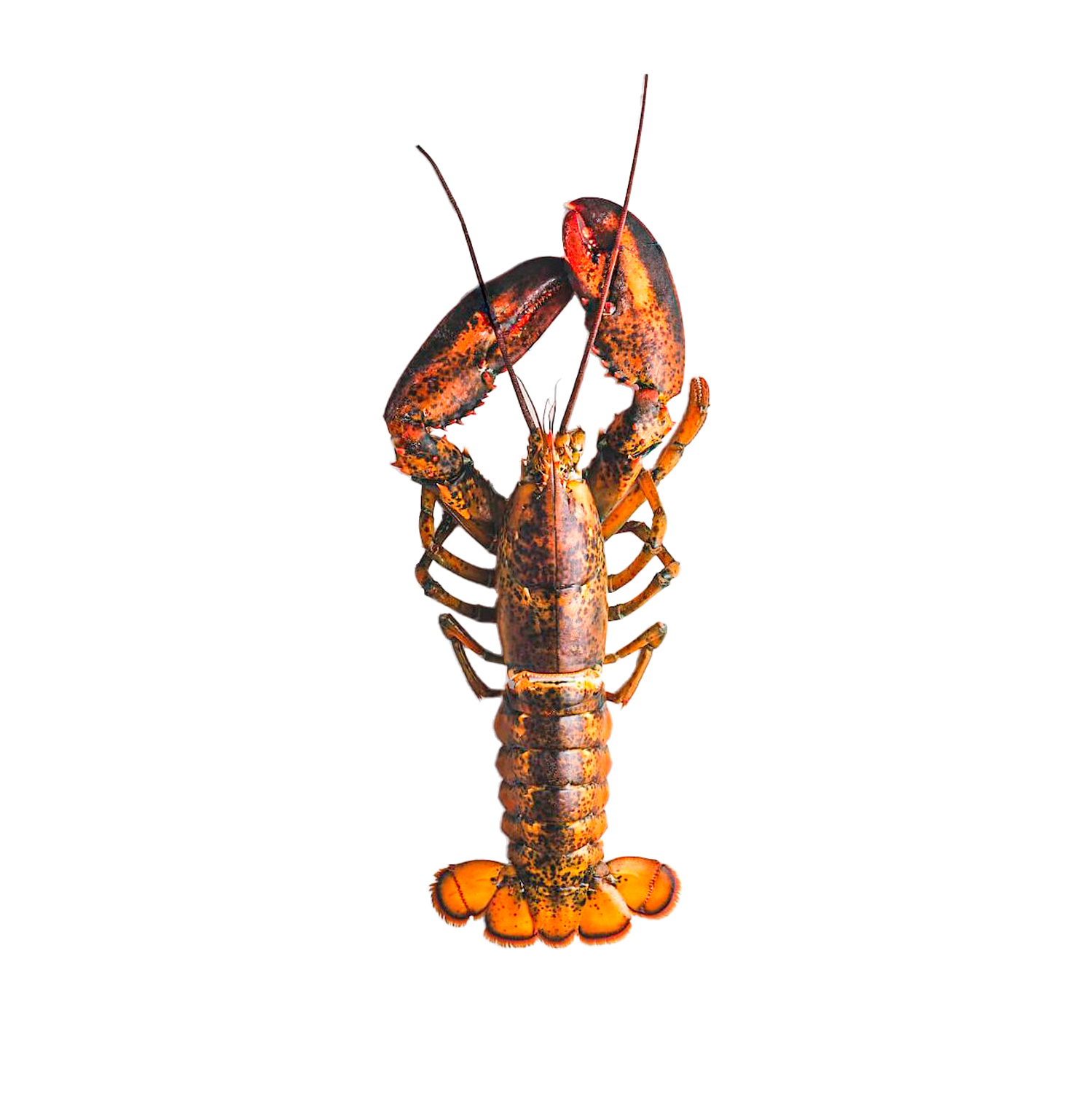BOGAVANTE
