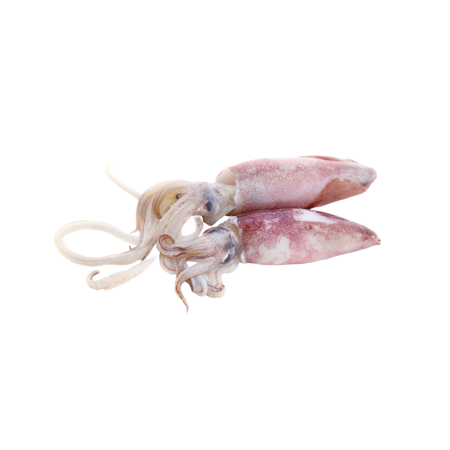 Fresh squid isolated on white background