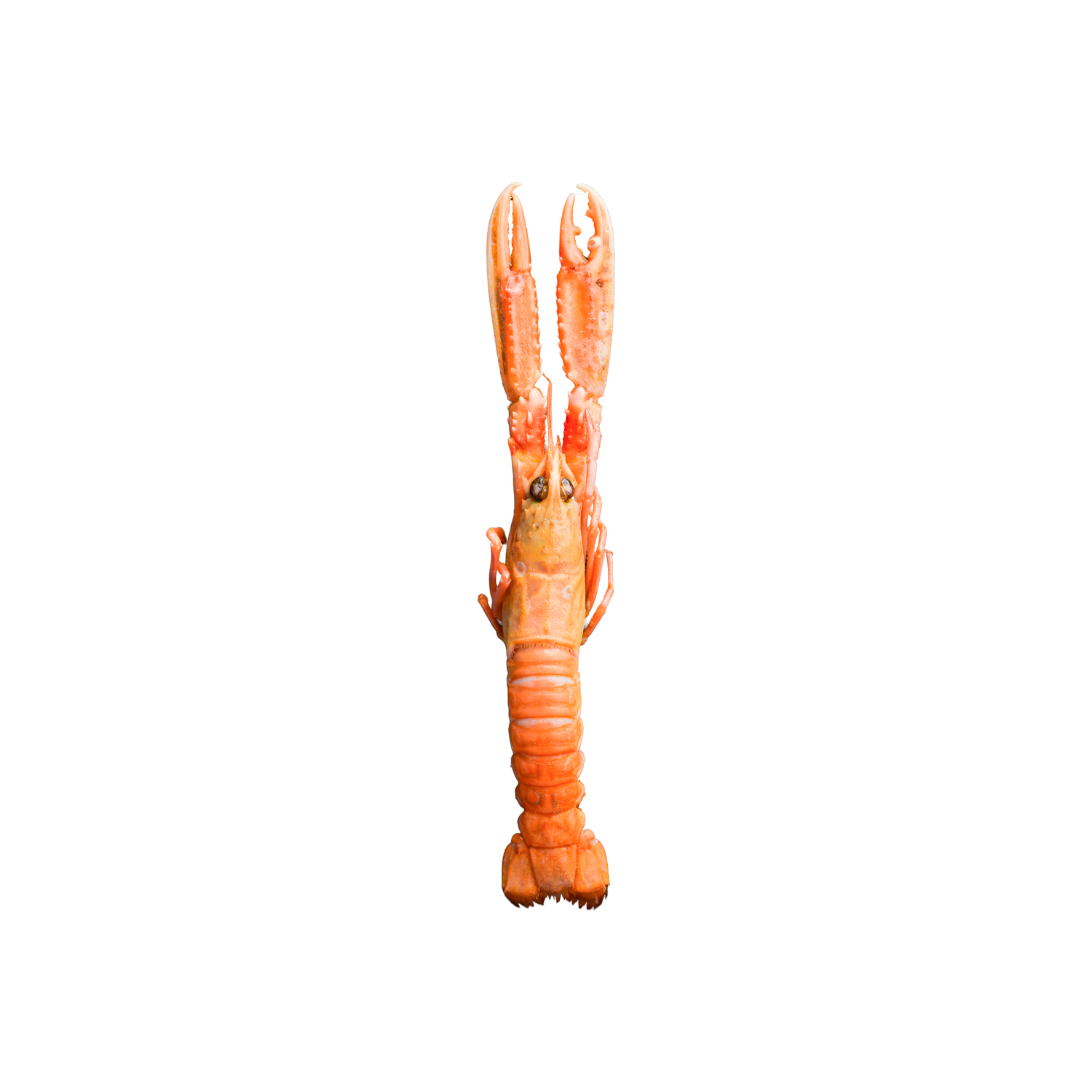 langoustines. Norway lobster on a black stone background. Raw scampi. Top view. Free copy space.