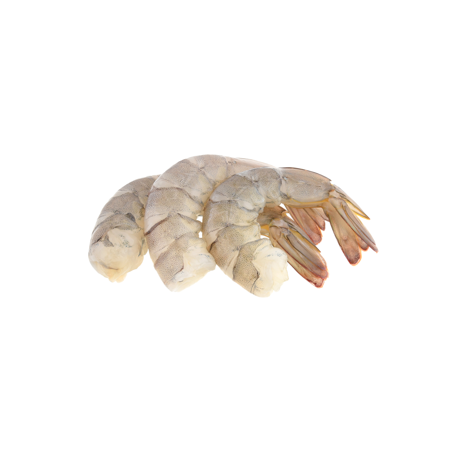fresh shrimp prawn isolated on white background