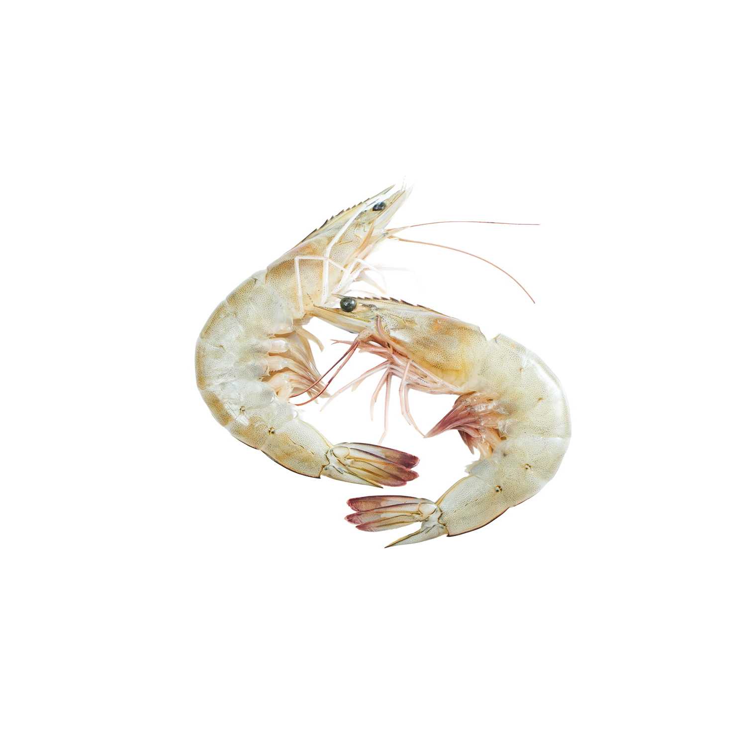 Fresh shrimp isolated on white background. Seafood menu design. space for text, top view