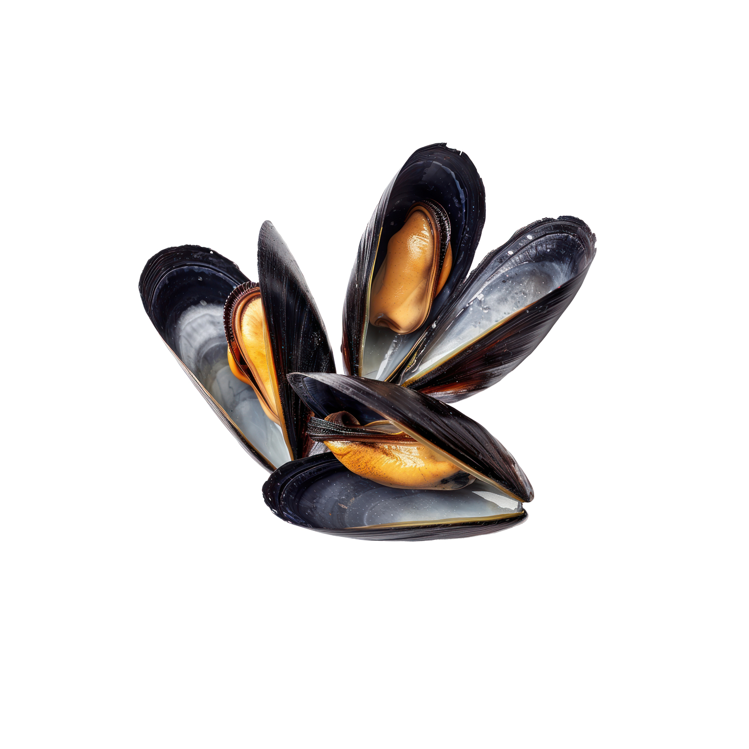 Mussels invertebrate accessories accessory.